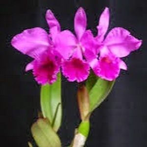 Meet your Posher, Ood